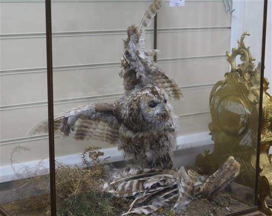 A taxidermy owl under glass